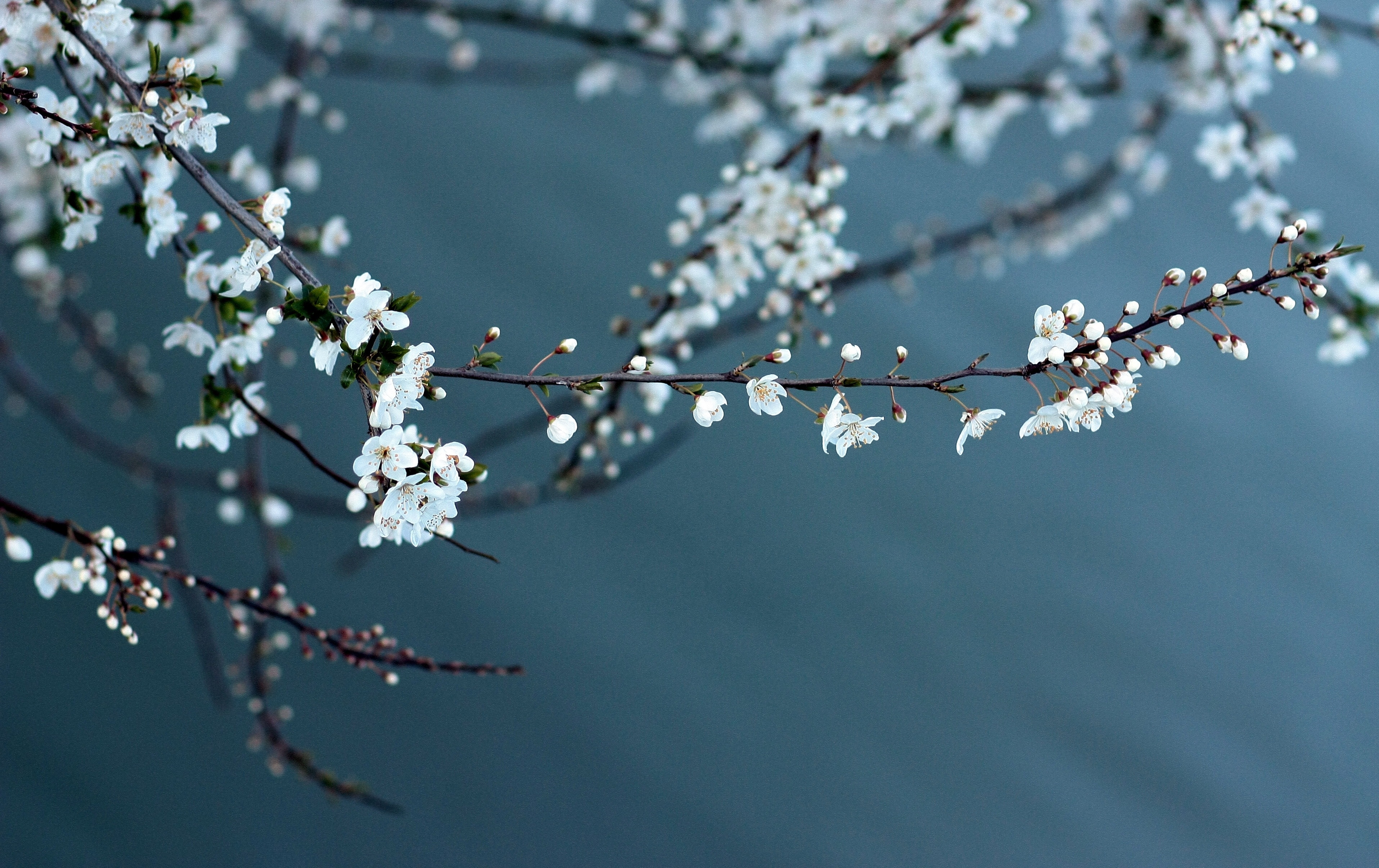 Flowers, Lake, Casey, White, Spring, branch, tree