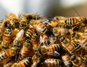 swarm of honey bees thumbnail