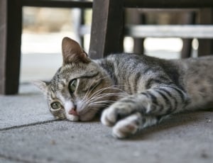 brown tabby cat lying on floor during daytime thumbnail