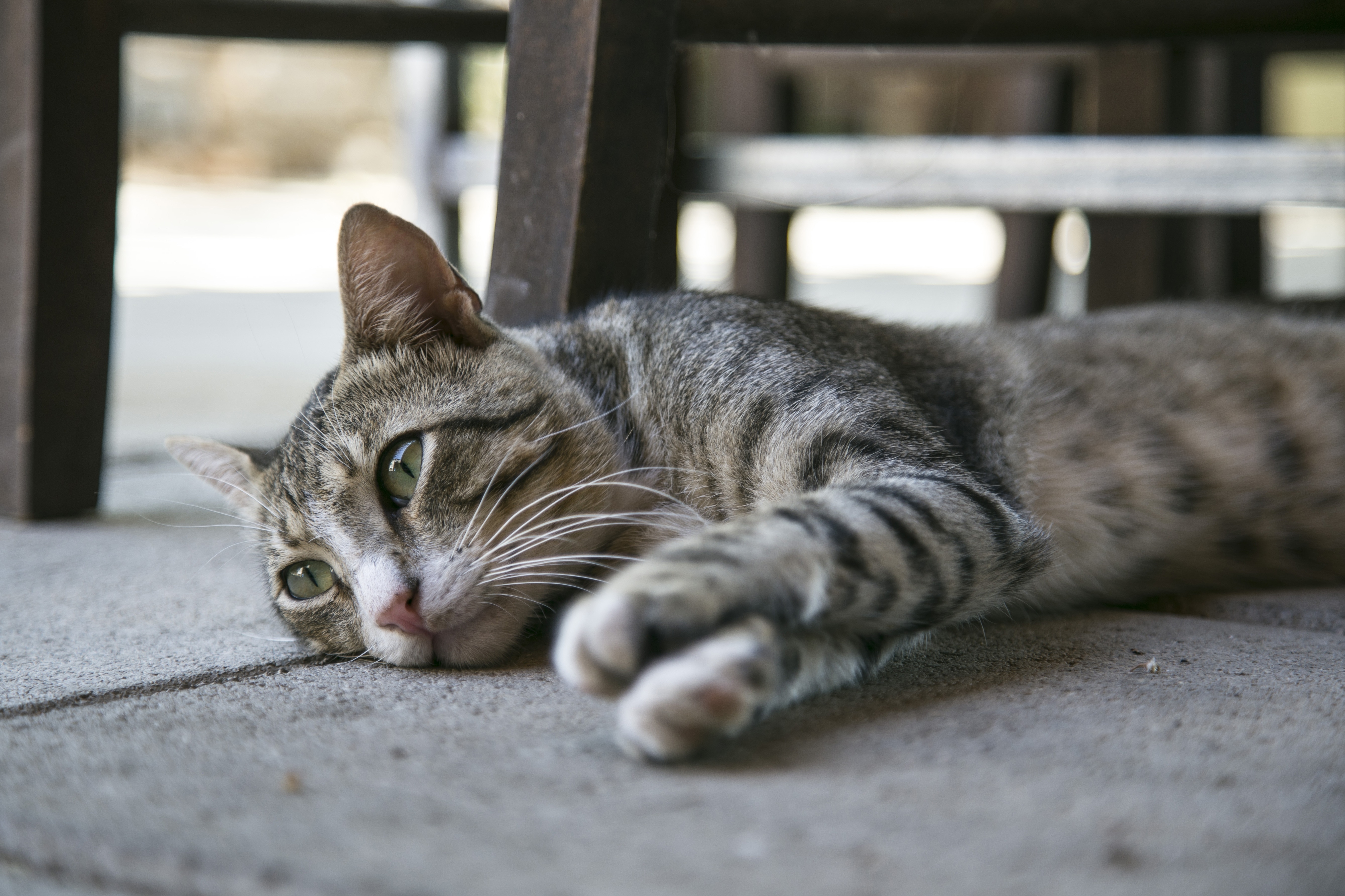 brown tabby cat lying on floor during daytime