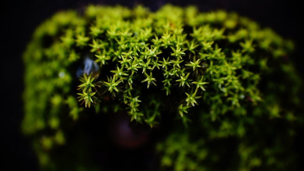 Moss, Macro, Green, green color, plant preview