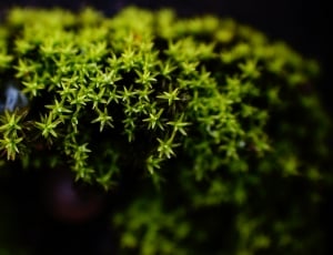 Moss, Macro, Green, green color, plant thumbnail