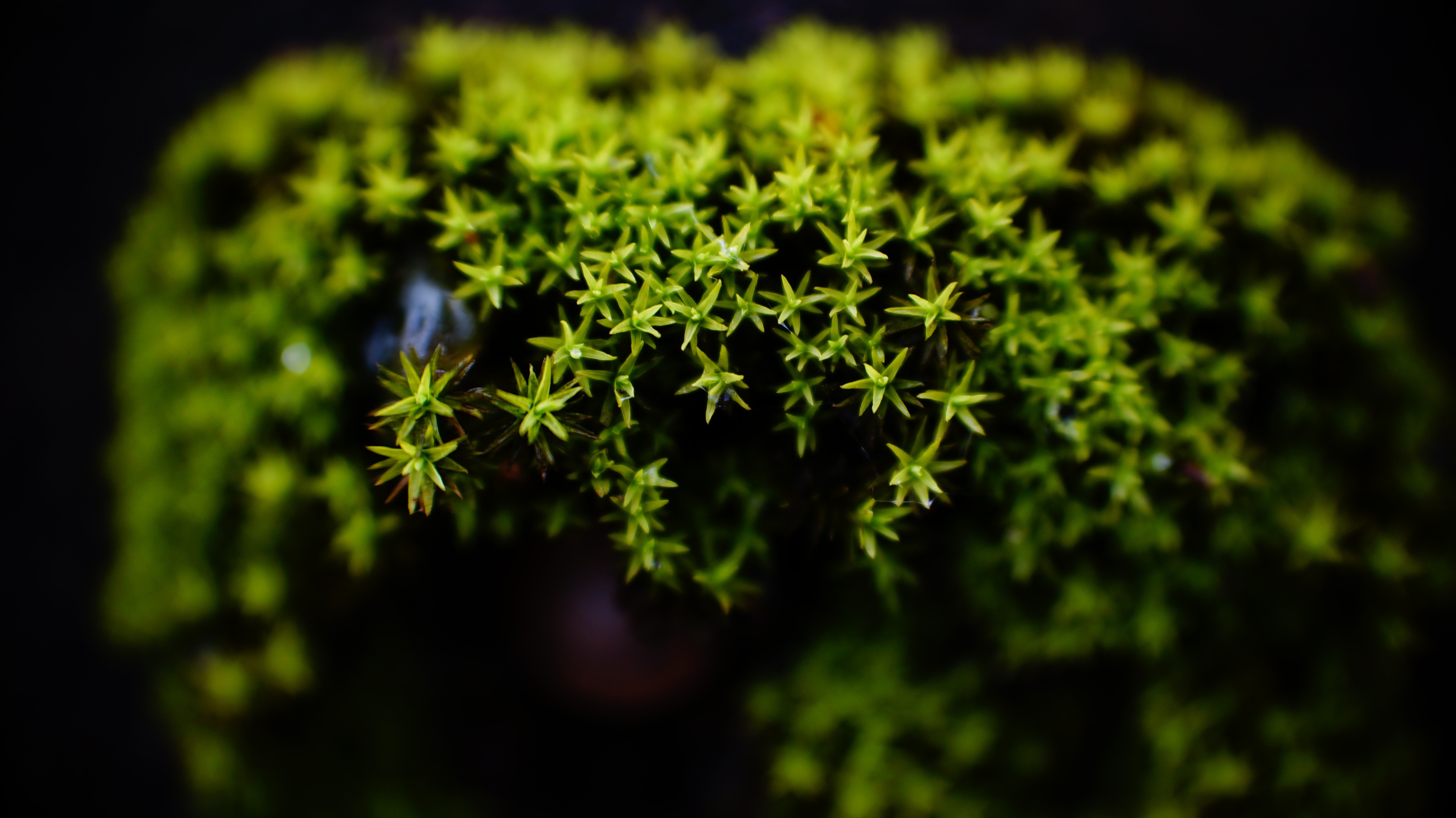 Moss, Macro, Green, green color, plant