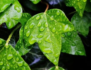 Nature, Ivy Leaf, Drip, Ivy, Climber, leaf, close-up thumbnail
