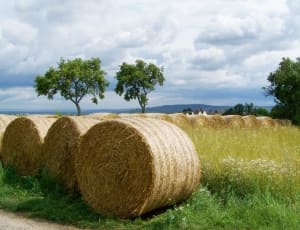 brown rolled hay lot thumbnail
