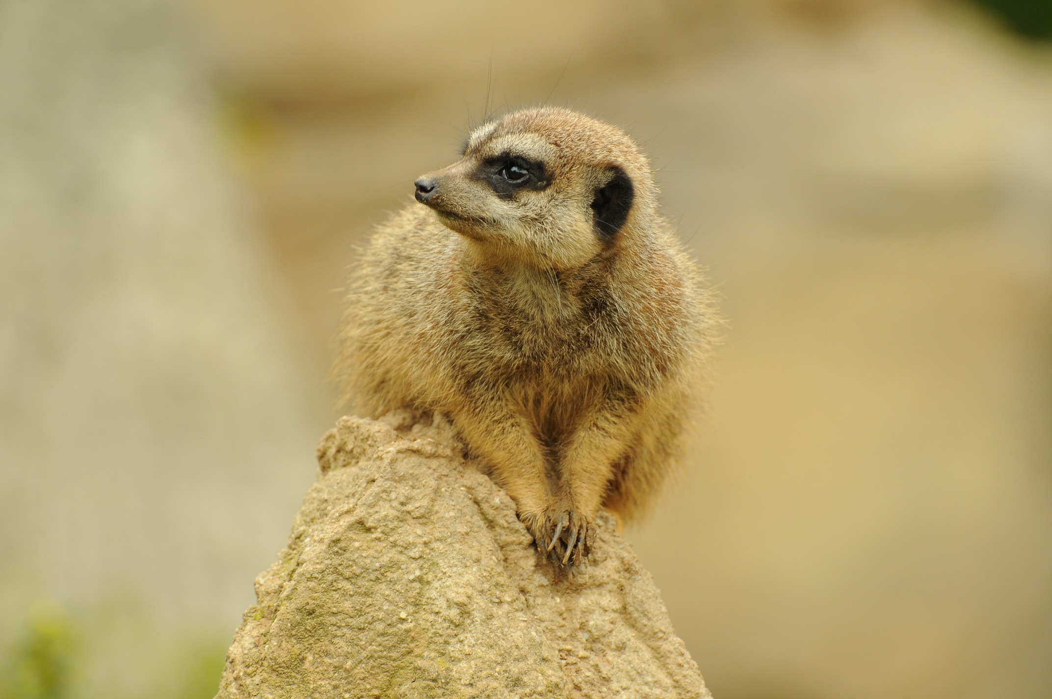 brown meerkat