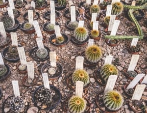 green cacti on pots thumbnail