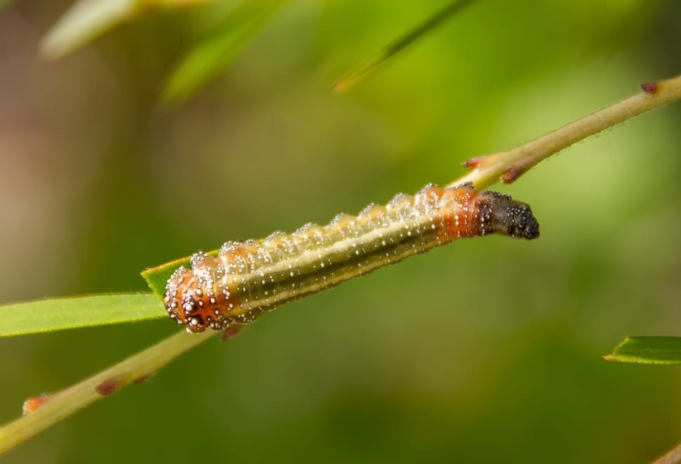 Colourful, Caterpillar, Legs, Insect, one animal, animals in the wild preview