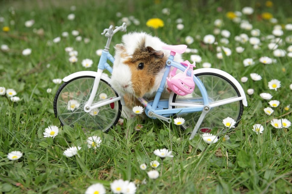 hamster in blue step through bicycle toy on green grass with white flower preview