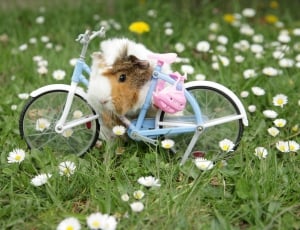hamster in blue step through bicycle toy on green grass with white flower thumbnail