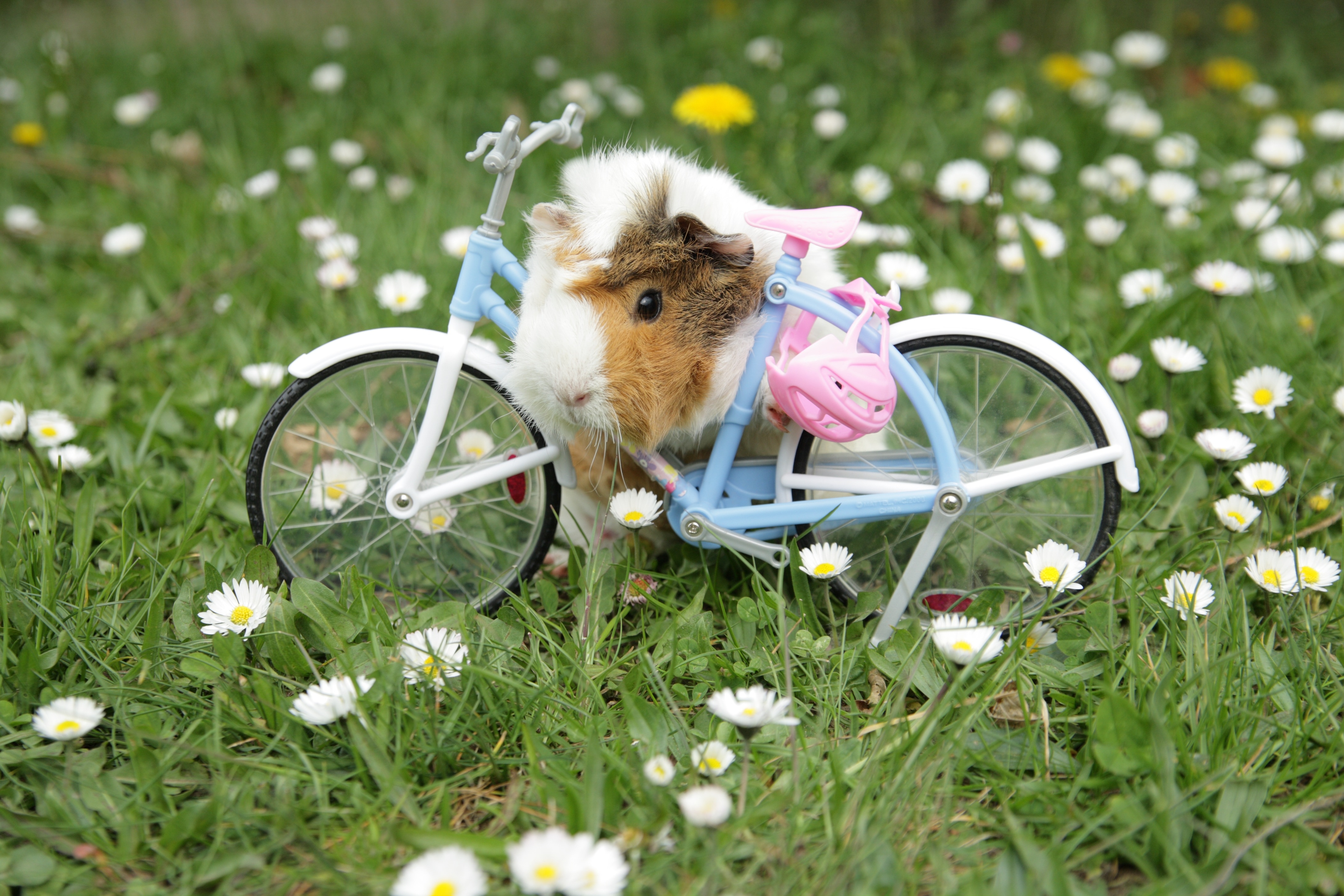 hamster in blue step through bicycle toy on green grass with white flower