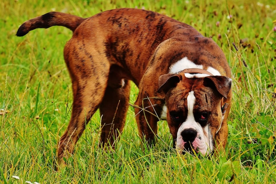 brindle and white Boxer dog on the green grass field preview