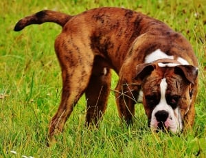 brindle and white Boxer dog on the green grass field thumbnail