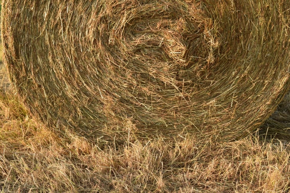 Hay Bales, Hay, Round Bales, Agriculture, field, grass preview