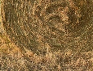 Hay Bales, Hay, Round Bales, Agriculture, field, grass thumbnail