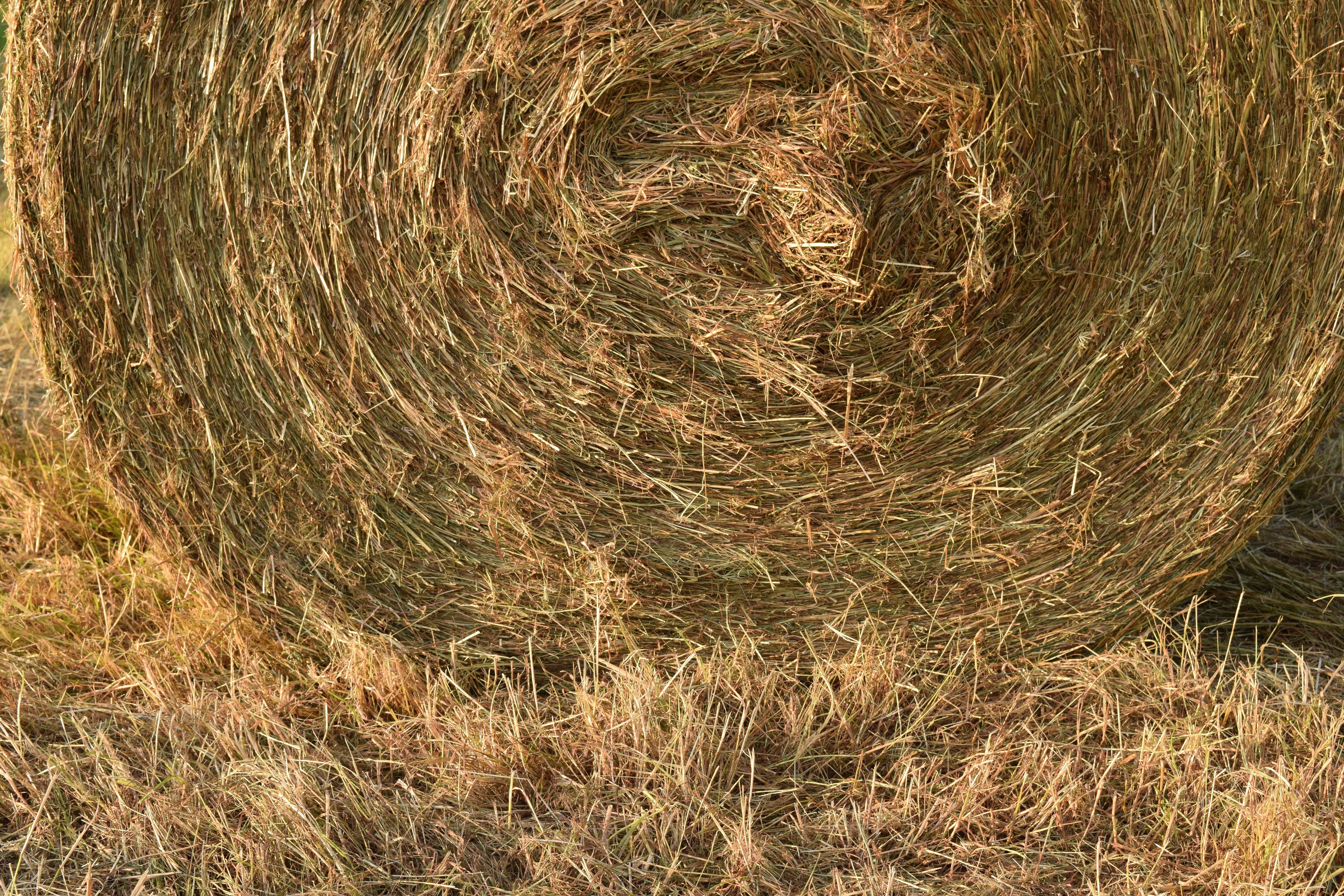 Hay Bales, Hay, Round Bales, Agriculture, field, grass