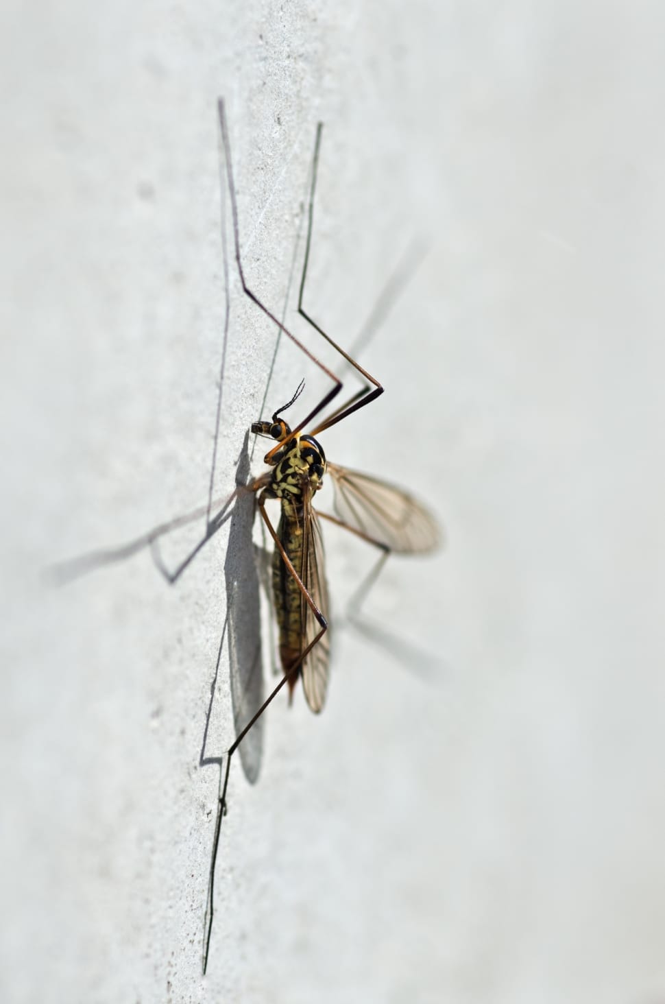 Mosquito, Nephrotoma Appendiculata, one animal, insect preview