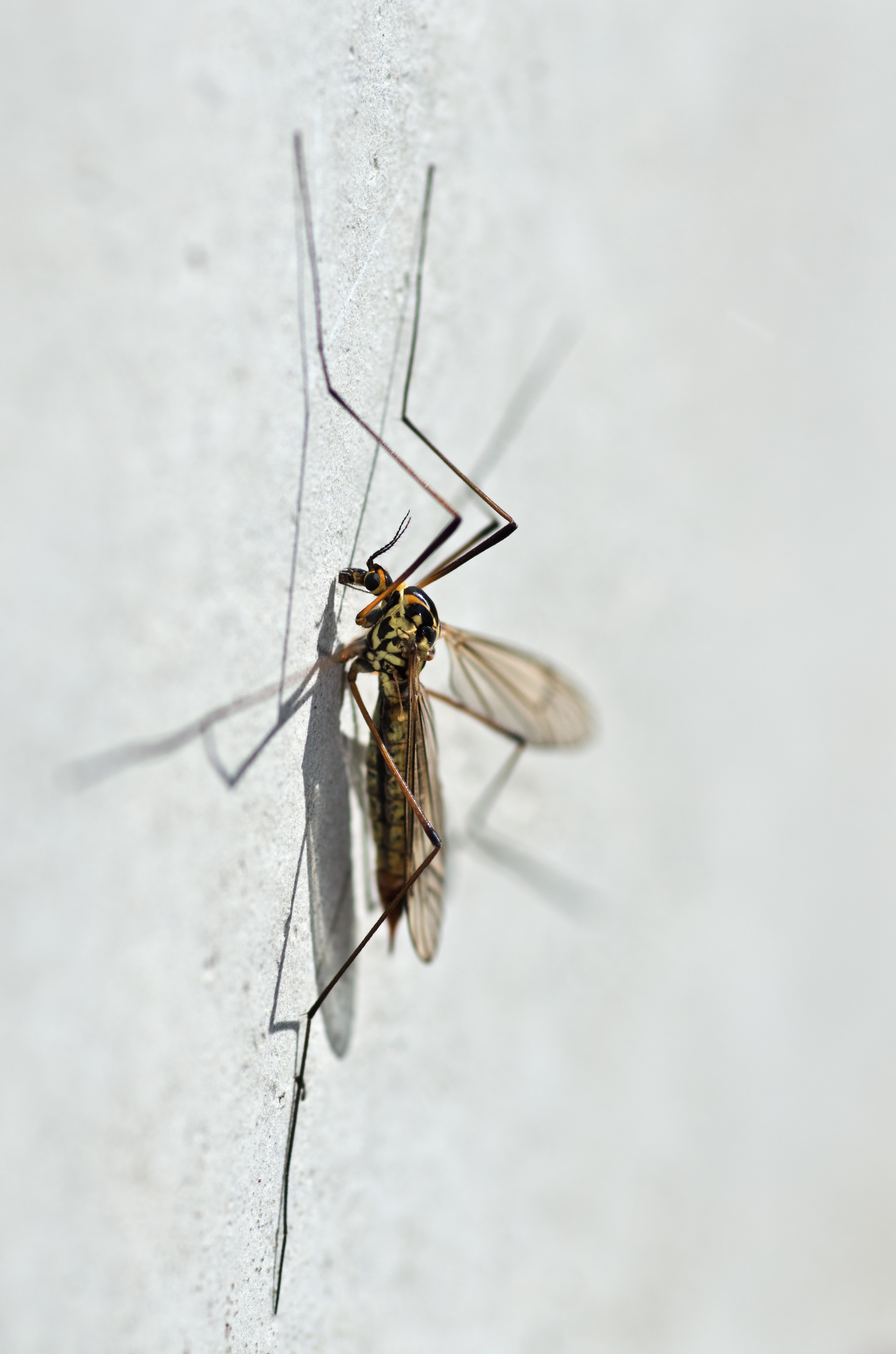 Mosquito, Nephrotoma Appendiculata, one animal, insect
