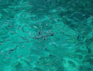 photo of fishes in the sea thumbnail