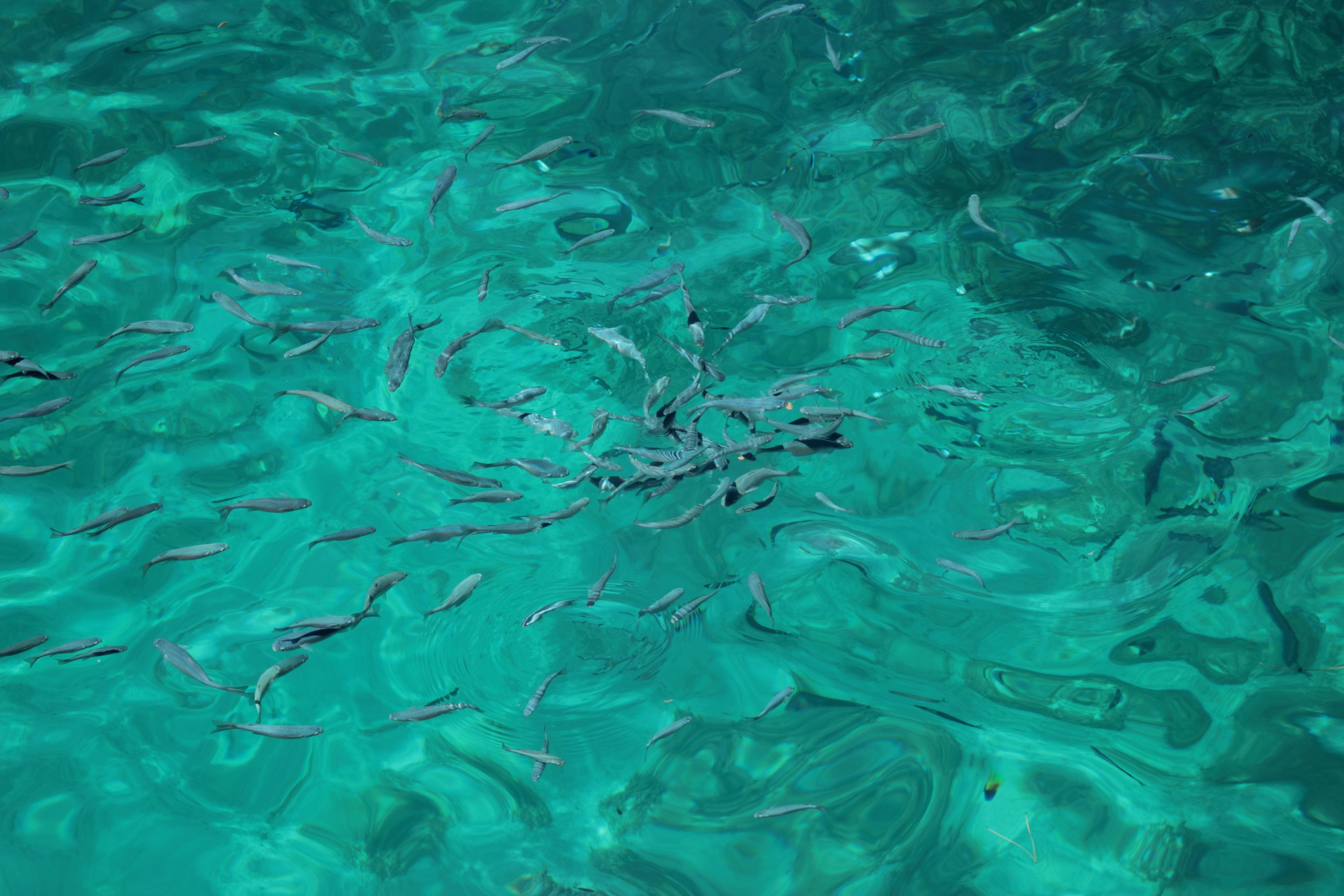 photo of fishes in the sea