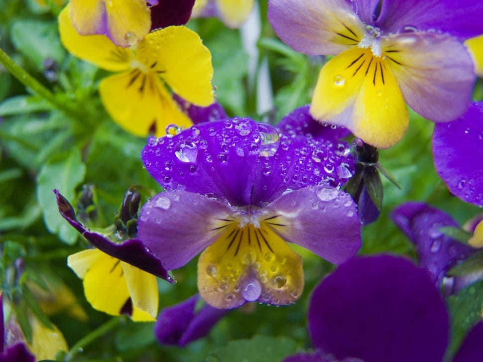 purple yellow pansies preview