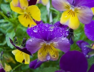 purple yellow pansies thumbnail