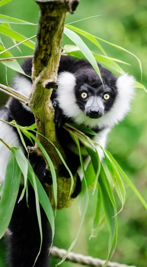 Wildlife, Black And White Ruffed Lemur, lemur, one animal thumbnail