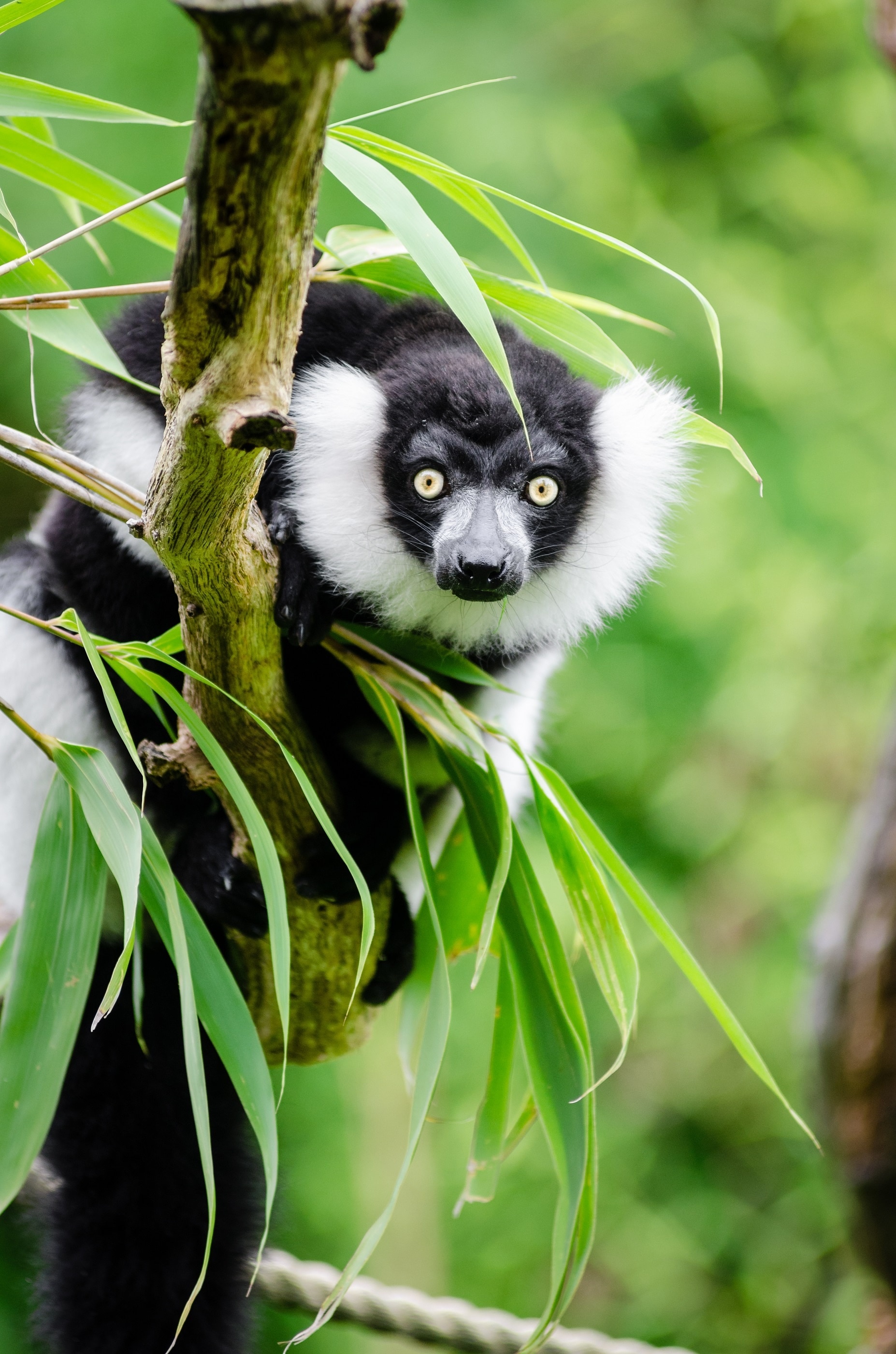 Wildlife, Black And White Ruffed Lemur, lemur, one animal