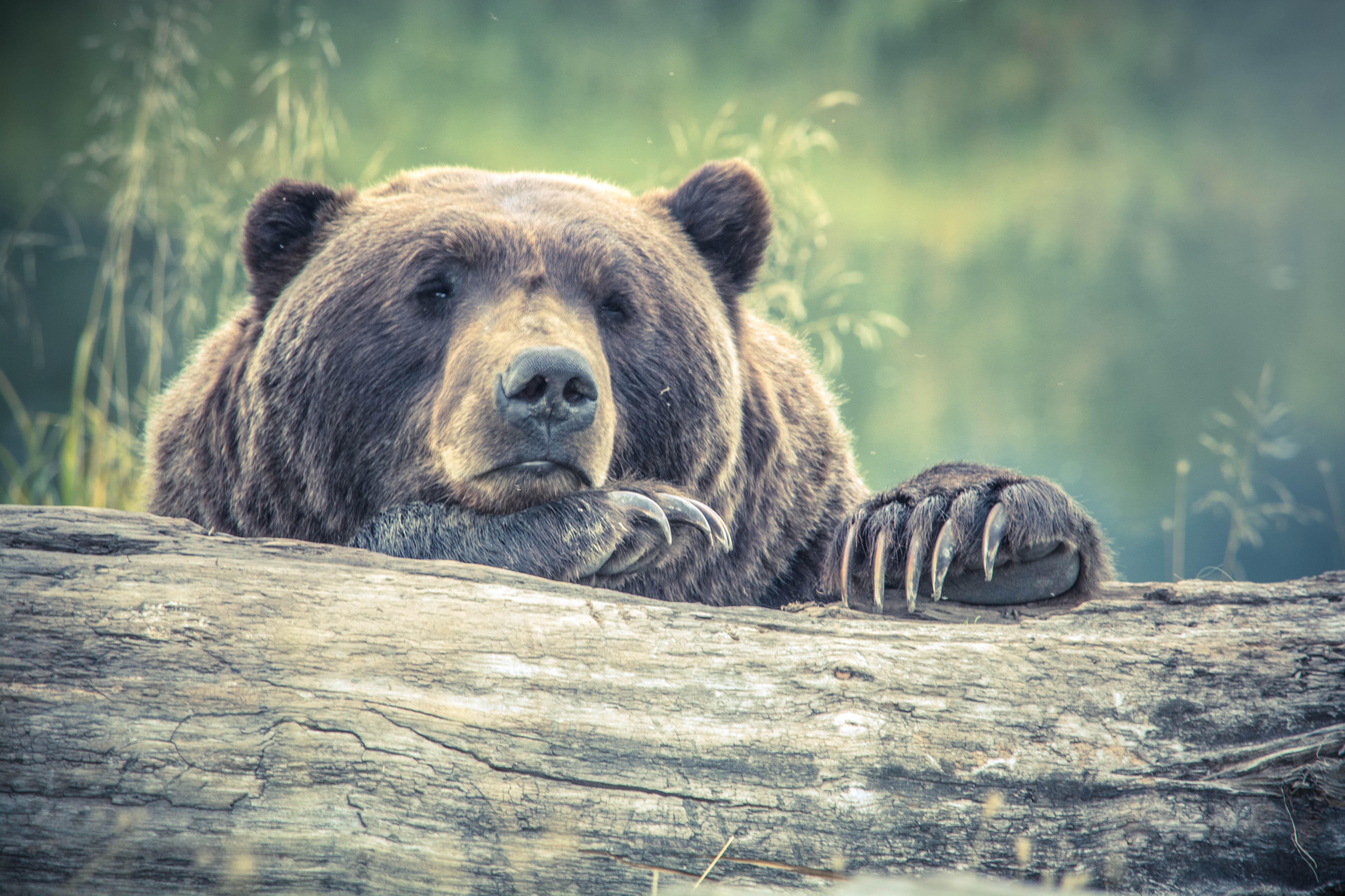 closeup photo of grizzly bear during daytime