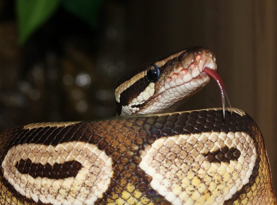 brown beige and black ball python preview