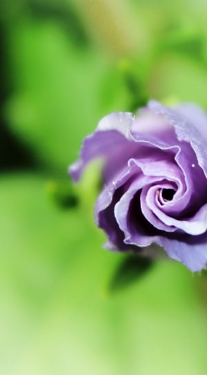 selective focus photography of purple rose thumbnail