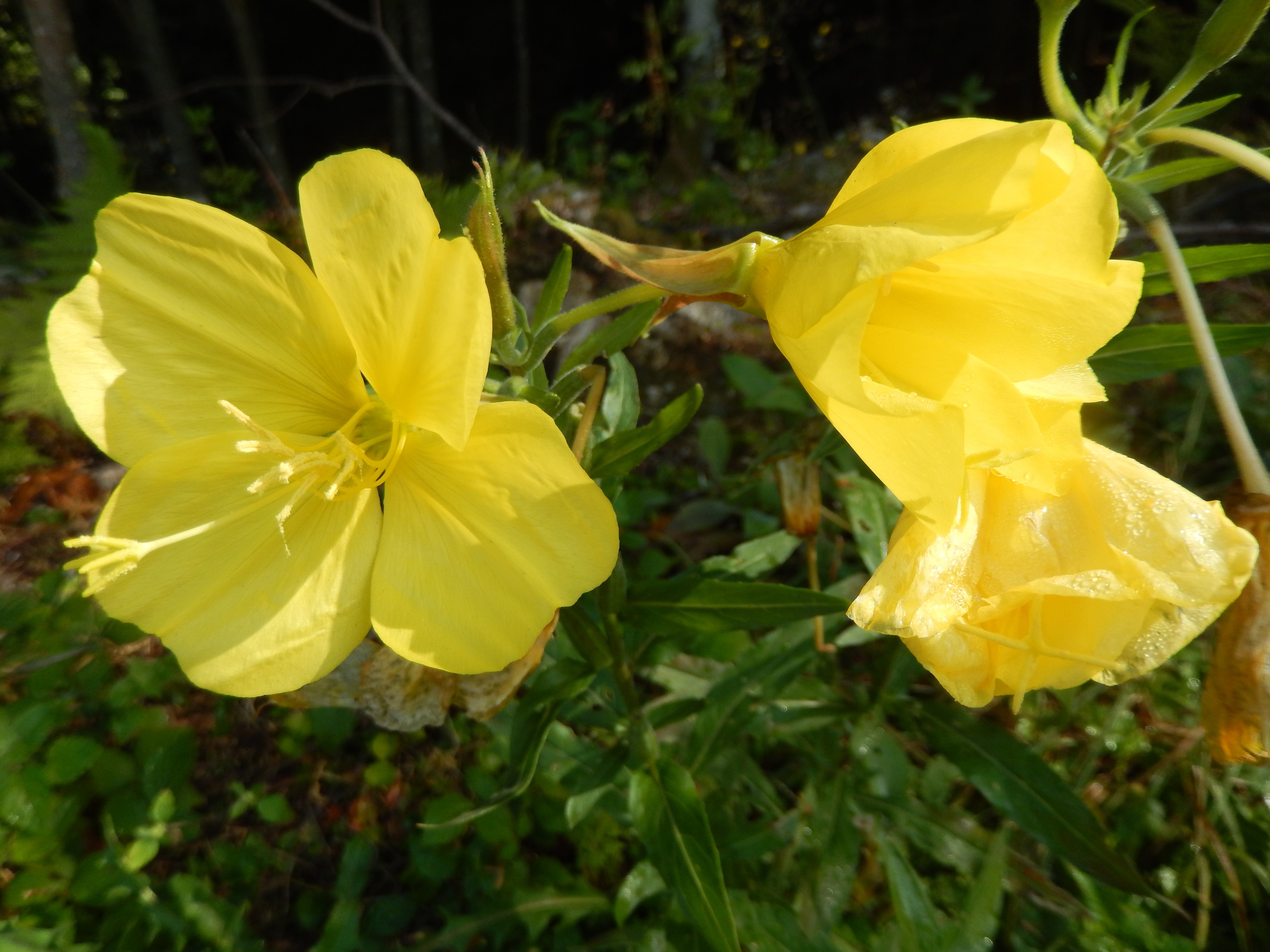 yellow four petals flower