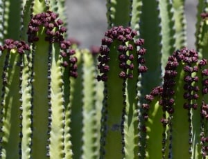 Canarian Spurge, Plant, alternative medicine, flower thumbnail