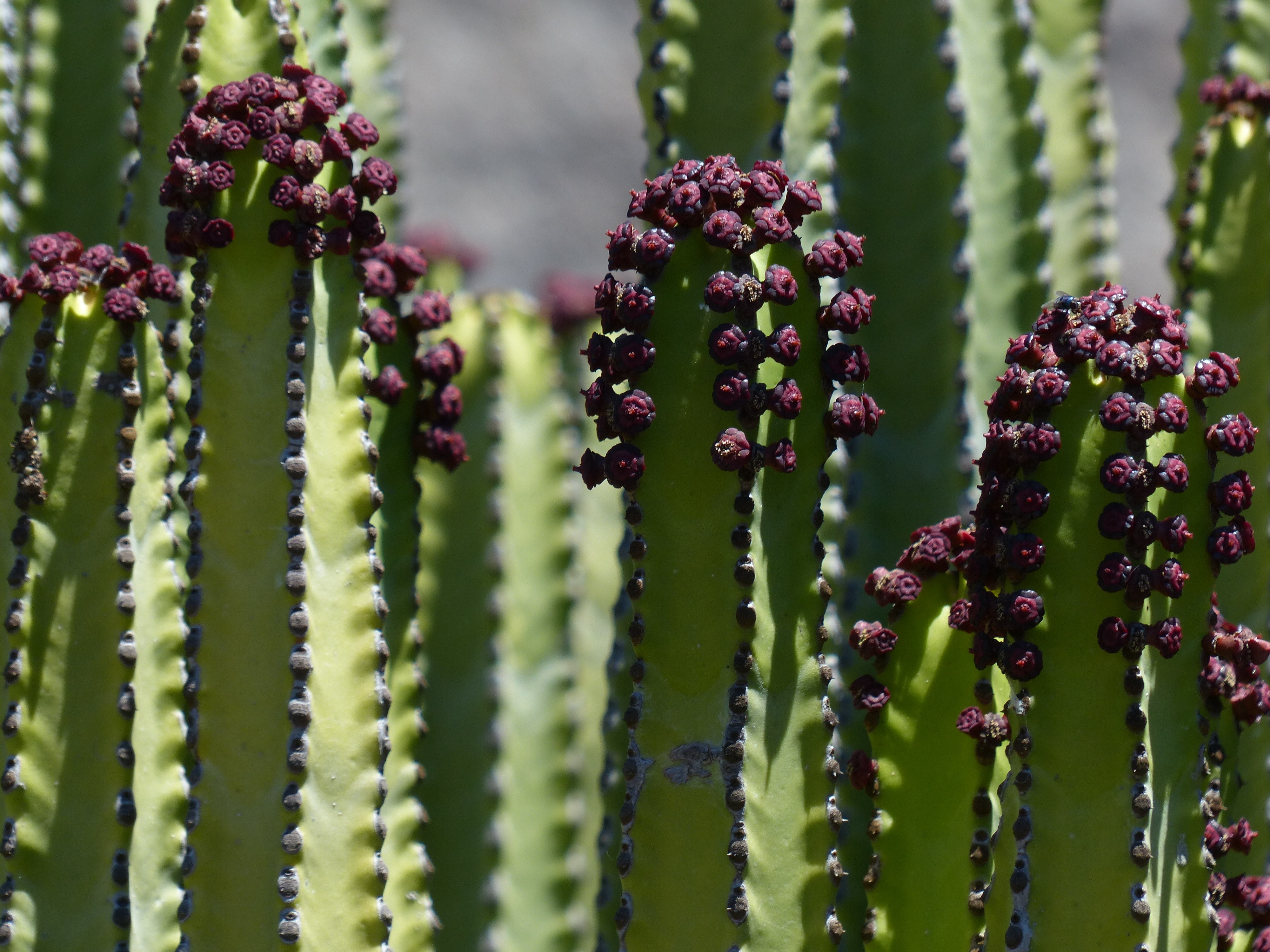 Canarian Spurge, Plant, alternative medicine, flower