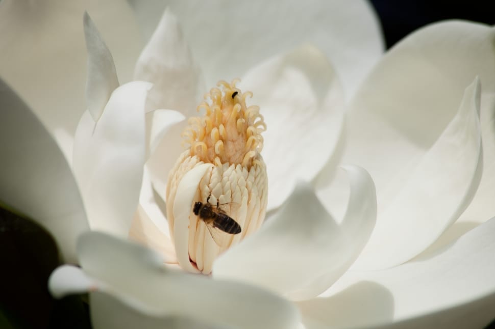 honey bee; white petaled flower preview