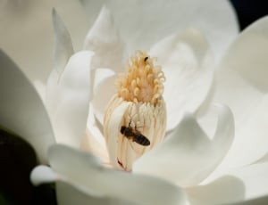 honey bee; white petaled flower thumbnail