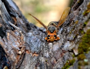 macro photo of orange and black wasp thumbnail