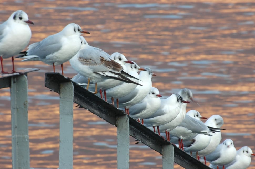 flock of gulls preview