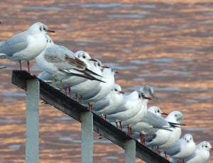flock of gulls thumbnail