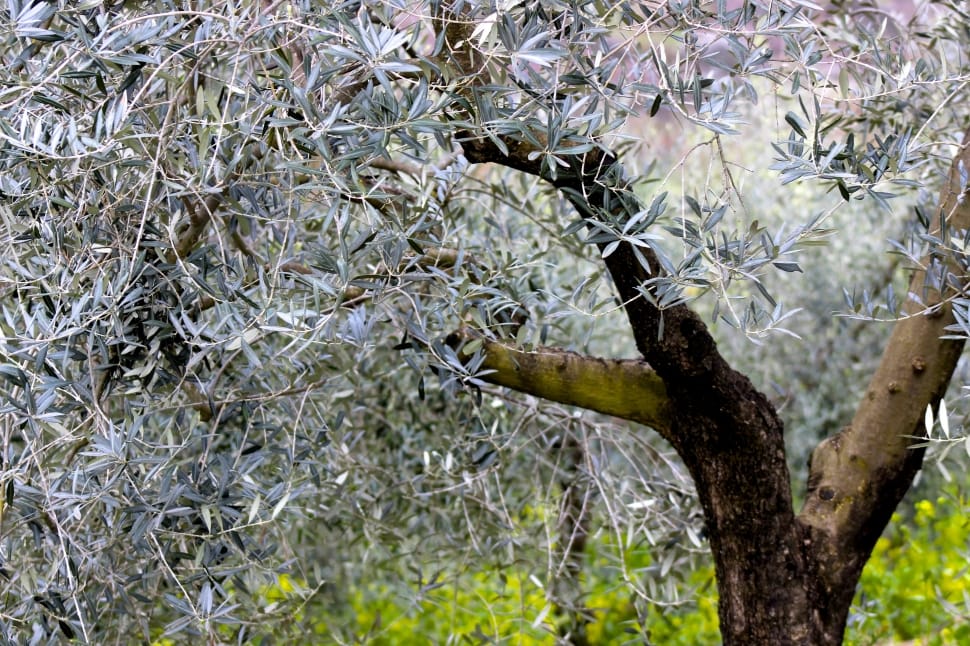gray leaf tree preview