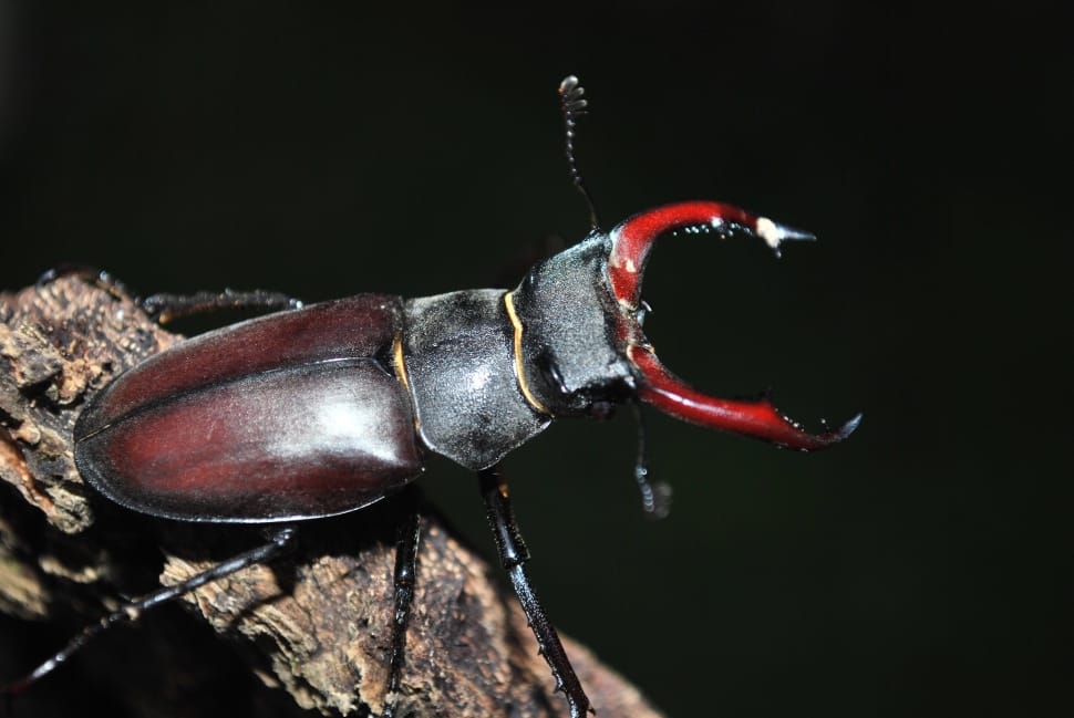 Stag Beetle, Insect, Bug, Beetle, red, close-up preview