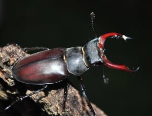 Stag Beetle, Insect, Bug, Beetle, red, close-up thumbnail