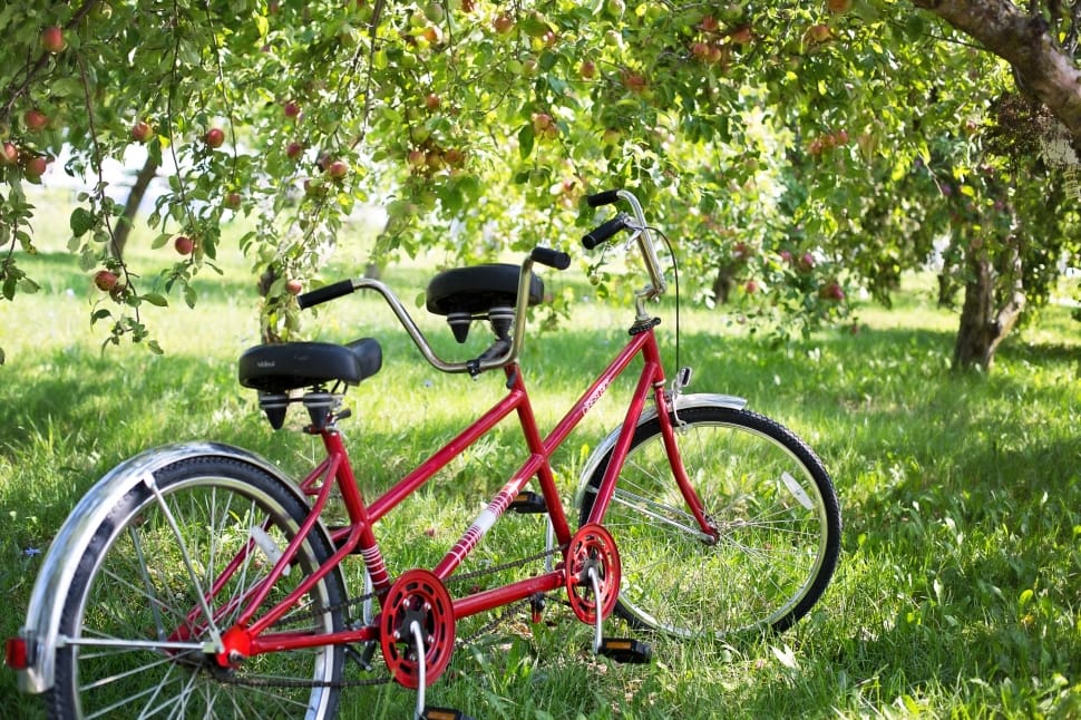 Bicycle, Tandem Bike, Apple Orchard, grass, green color preview