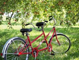 Bicycle, Tandem Bike, Apple Orchard, grass, green color thumbnail