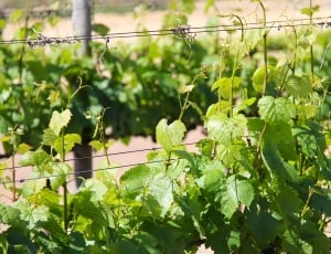 Vineyard, Vine, Views, Breathtaking, plant, green color thumbnail