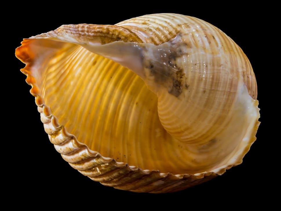 brown sea shell preview