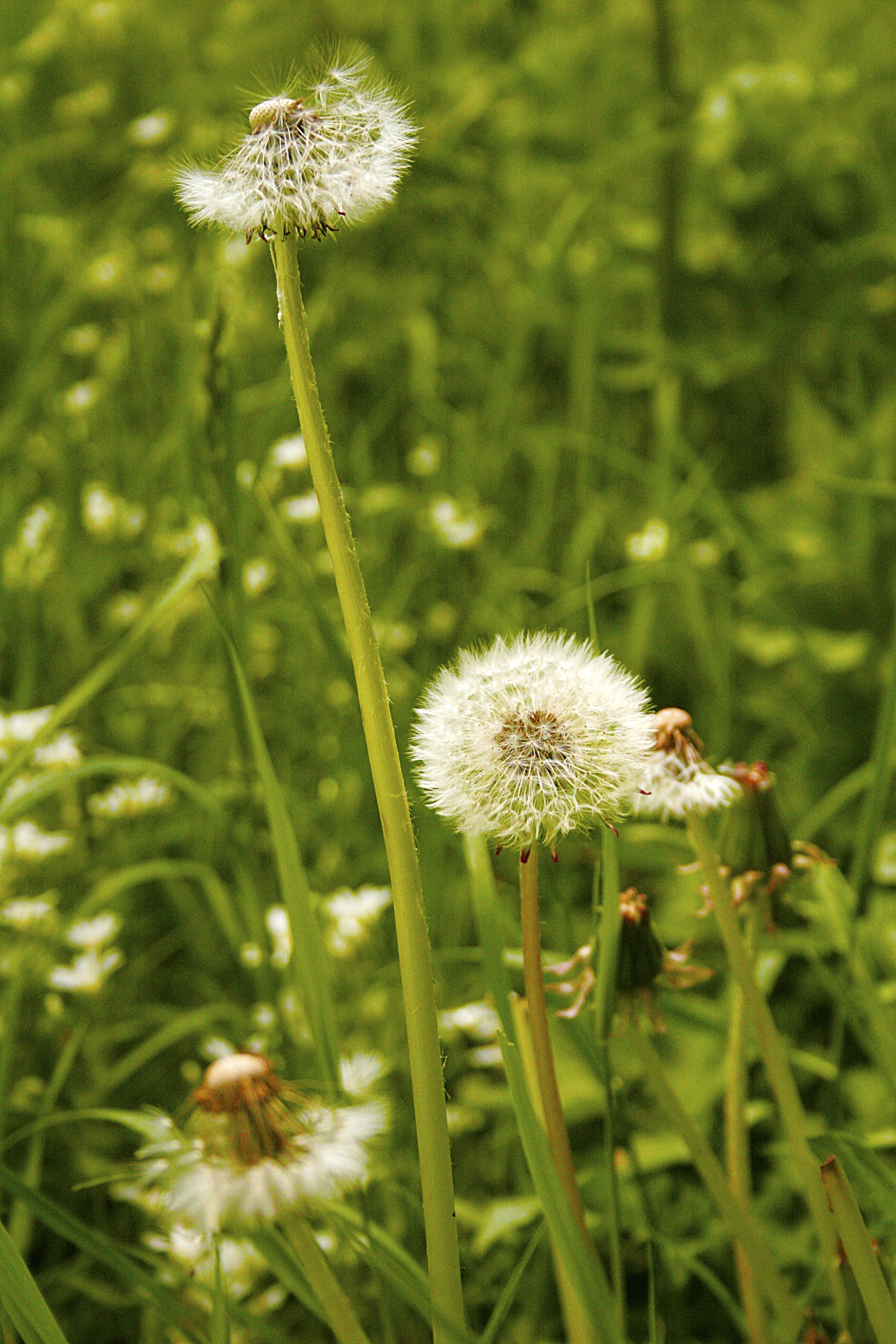 Dandelion, Rabbit Food, Transience, flower, growth