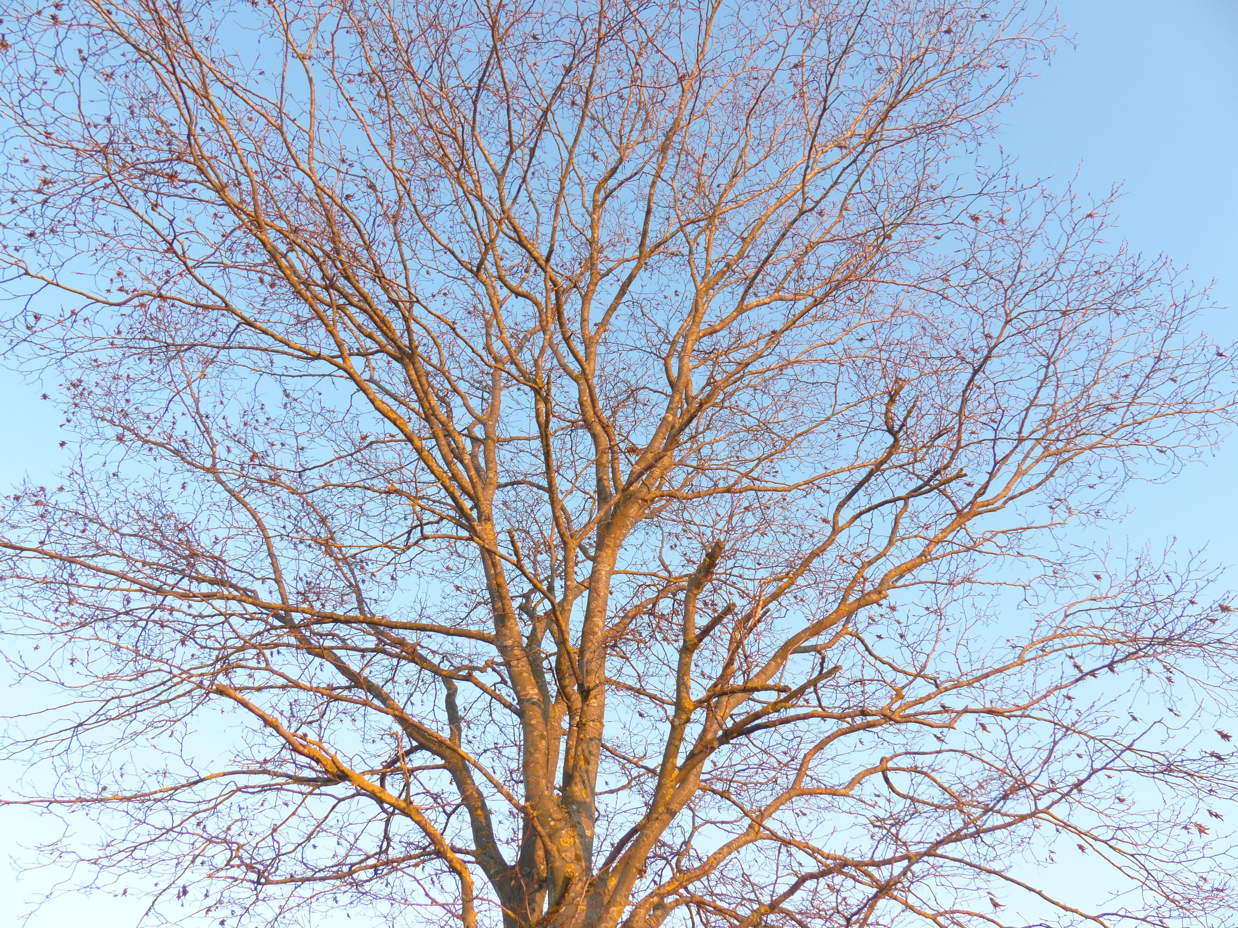 brown naked tree