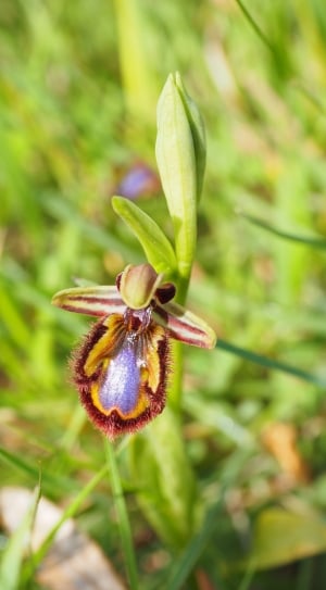 Spiegelragwurz, Ophrys Speculum, nature, green color thumbnail