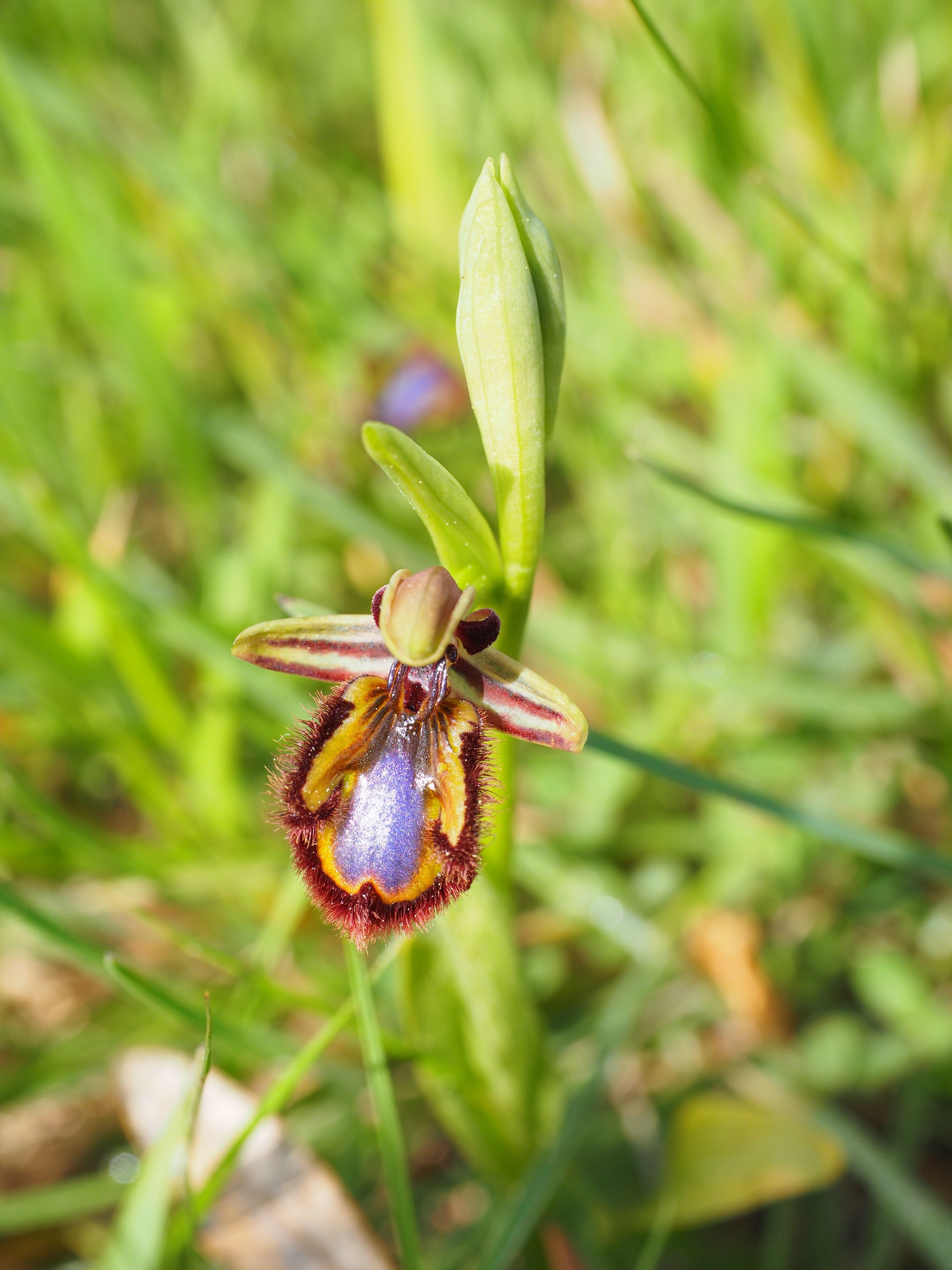 Spiegelragwurz, Ophrys Speculum, nature, green color